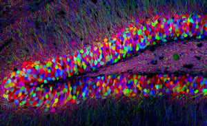 Brainbow Neuroscience 